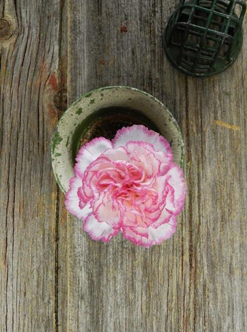 Komachi  Bicolor Wht/Pink Carnations